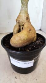 Planta Simples 2596 – 35cm – 03 anos - Imagem 6