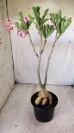 Planta Simples 2596 – 35cm – 03 anos - Imagem 12