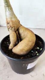 Planta Simples 2596 – 35cm – 03 anos - Imagem 8