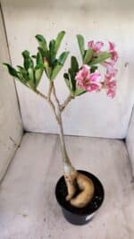 Planta Simples 2596 – 35cm – 03 anos - Imagem 7