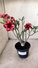 Planta Simples 2597 – 30cm – 02 anos - Imagem 2