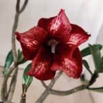 Planta Simples 2597 – 30cm – 02 anos