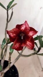 Planta Simples 2597 – 30cm – 02 anos