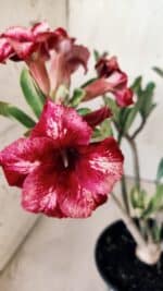 Planta Simples 2597 – 30cm – 02 anos - Imagem 5