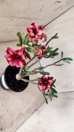 Planta Simples 2597 – 30cm – 02 anos - Imagem 9