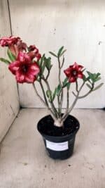 Planta Simples 2597 – 30cm – 02 anos - Imagem 8