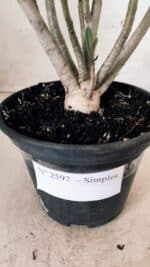 Planta Simples 2597 – 30cm – 02 anos - Imagem 7