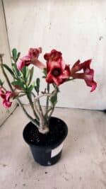 Planta Simples 2597 – 30cm – 02 anos - Imagem 4