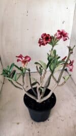 Planta Simples 2597 – 30cm – 02 anos - Imagem 6