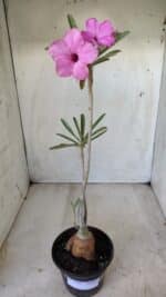 Planta Simples 2598 – 35cm – 03 anos - Imagem 2