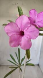 Planta Simples 2598 – 35cm – 03 anos - Imagem 4