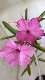 Planta Simples 2598 – 35cm – 03 anos