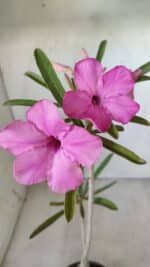 Planta Simples 2598 – 35cm – 03 anos - Imagem 3