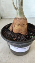 Planta Simples 2598 – 35cm – 03 anos - Imagem 8