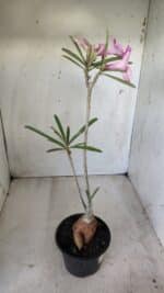 Planta Simples 2598 – 35cm – 03 anos - Imagem 7