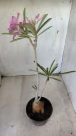 Planta Simples 2598 – 35cm – 03 anos - Imagem 6