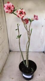 Planta Simples 2599 – 30cm – 02 anos - Imagem 2