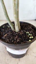 Planta Simples 2599 – 30cm – 02 anos - Imagem 8