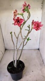 Planta Simples 2599 – 30cm – 02 anos - Imagem 7