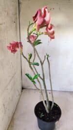 Planta Simples 2599 – 30cm – 02 anos - Imagem 6