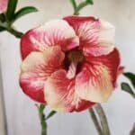 Planta Simples 2599 – 30cm – 02 anos