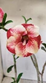 Planta Simples 2599 – 30cm – 02 anos