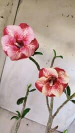 Planta Simples 2599 – 30cm – 02 anos - Imagem 4