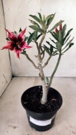 Planta Simples 2600 – 30cm – 02 anos - Imagem 2