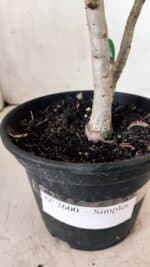 Planta Simples 2600 – 30cm – 02 anos - Imagem 7