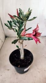 Planta Simples 2600 – 30cm – 02 anos - Imagem 6