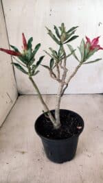 Planta Simples 2600 – 30cm – 02 anos - Imagem 5