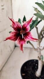 Planta Simples 2600 – 30cm – 02 anos