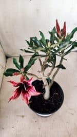 Planta Simples 2600 – 30cm – 02 anos - Imagem 4