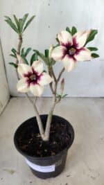 Planta Simples 2601 – 30cm – 02 anos - Imagem 2