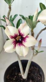 Planta Simples 2601 – 30cm – 02 anos - Imagem 3