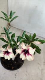 Planta Simples 2601 – 30cm – 02 anos - Imagem 5