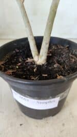 Planta Simples 2601 – 30cm – 02 anos - Imagem 9