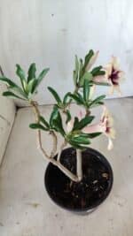 Planta Simples 2601 – 30cm – 02 anos - Imagem 7