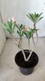 Planta Simples 2601 – 30cm – 02 anos - Imagem 6