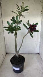 Planta Simples 2602 – 35cm – 03 anos - Imagem 2