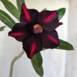 Planta Simples 2602 – 35cm – 03 anos