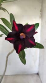 Planta Simples 2602 – 35cm – 03 anos