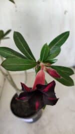 Planta Simples 2602 – 35cm – 03 anos - Imagem 4