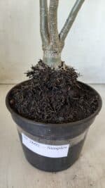 Planta Simples 2602 – 35cm – 03 anos - Imagem 8