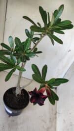 Planta Simples 2602 – 35cm – 03 anos - Imagem 5