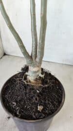 Planta Simples 2602 – 35cm – 03 anos - Imagem 6