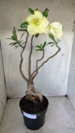 Planta Simples 2603 – 50cm – 04 anos