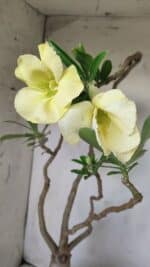 Planta Simples 2603 – 50cm – 04 anos - Imagem 3