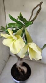 Planta Simples 2603 – 50cm – 04 anos - Imagem 4