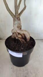 Planta Simples 2603 – 50cm – 04 anos - Imagem 5